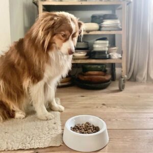 Enamel bowl for dogs and cats