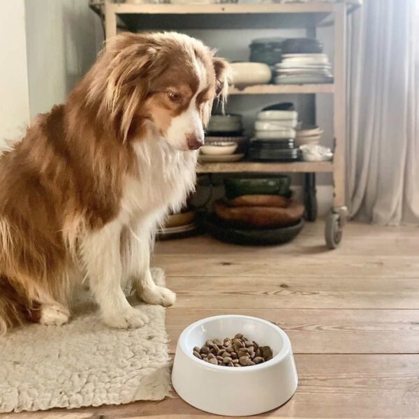 Enamel bowl for dogs and cats